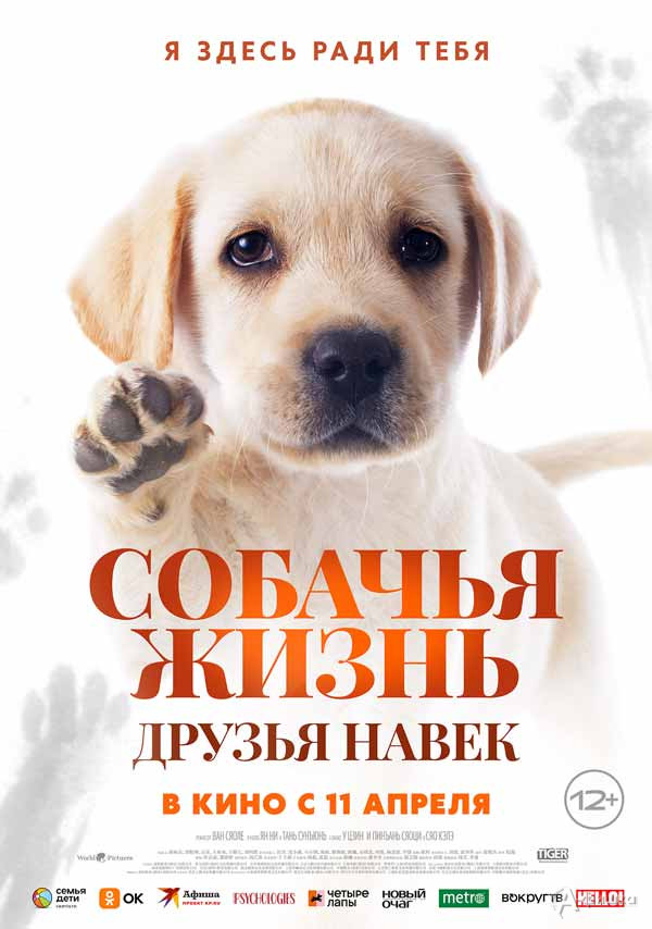 Семейная драма «Собачья жизнь: Друзья навек»: Киноафиша Белгорода