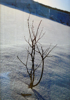 «Одиночество» Ильи Коренева