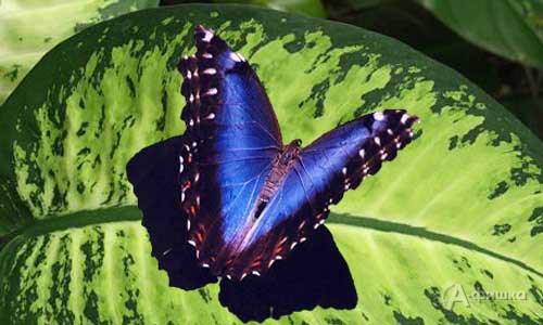 Скоро в Белгородском государственном историко-краеведческом музее открывается выставка «Живые тропические бабочки»